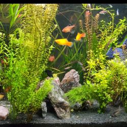 Free Fish Tank Even With Fishes.