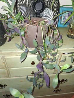 2 plants ceramic pots