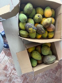 Mangoes for sale