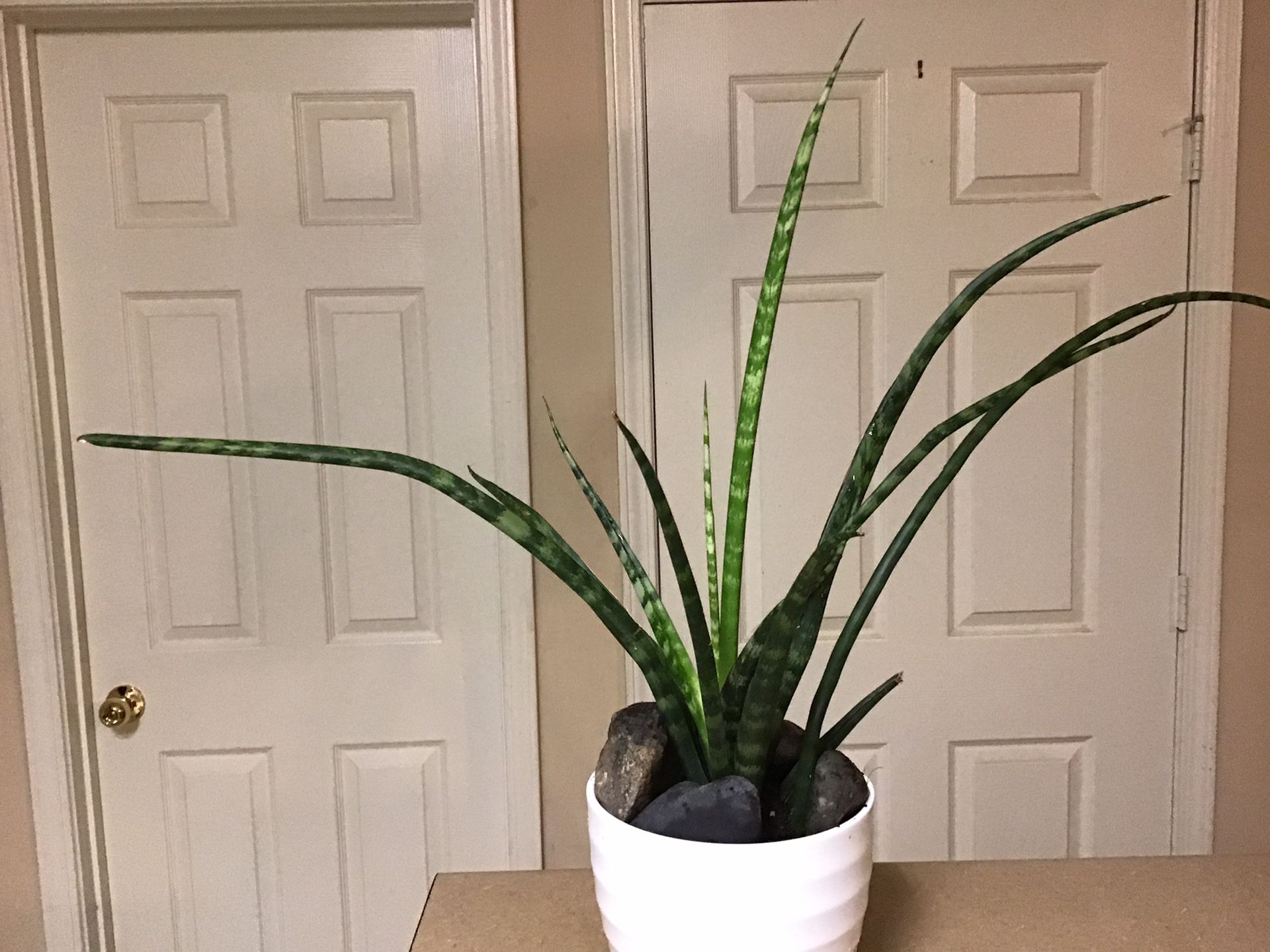 $10 - Sansevieria Cylindrica, Snake Plant, African Spear, Succulent