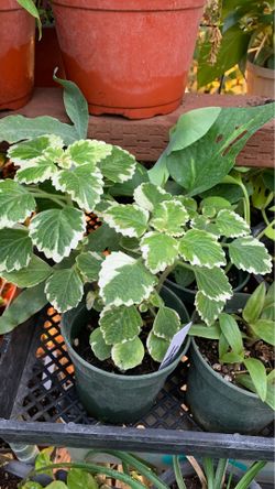 Plant 4 in pot