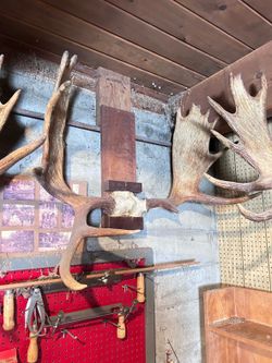 Large Mounted Moose Antlers 44” Rustic Cabin Lodge Wall Decor