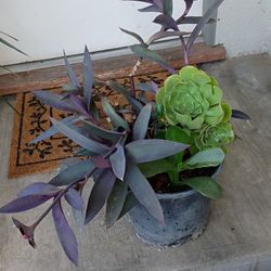 Succulents 