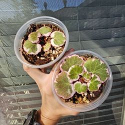 Variegated Strawberry Begonia Plants 