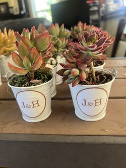 BEAUTIFUL Succulents FOR YOUR NEXT EVENT 💫