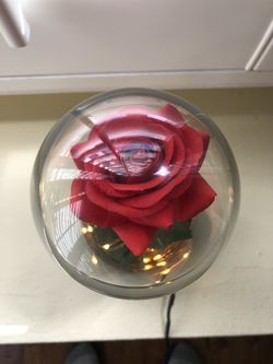 Beauty and The Beast Rose