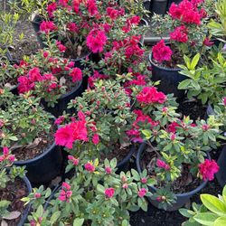 Azalea Bush