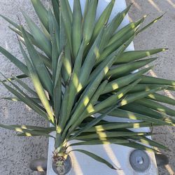 Yucca Plants
