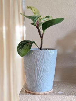 Healthy Beautiful Indoor Plant(Peperomia)