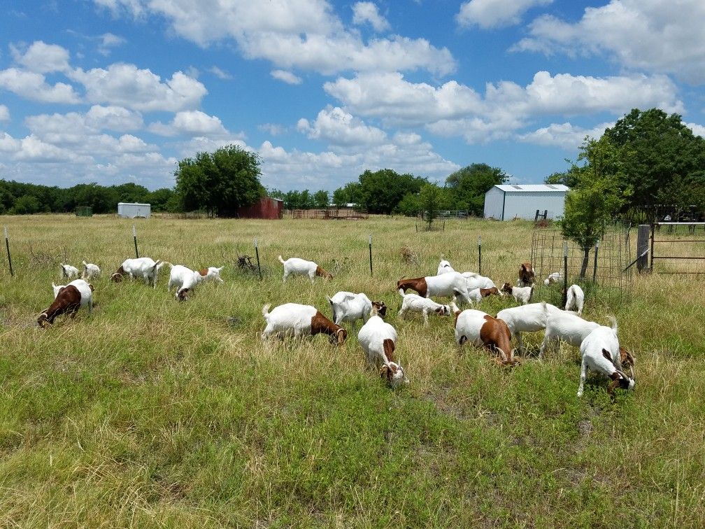 Boer Goats ***7 Adult Does & 8 Kids***