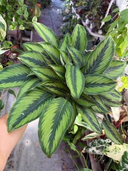 6” Calathea beauty star