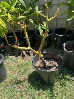 Plumeria