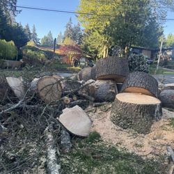 Fresh Cut Pine Wood Rounds 