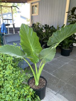 Indoor Elephant