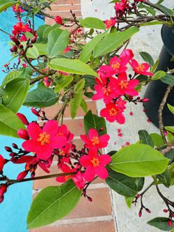 Spicy Jatropha