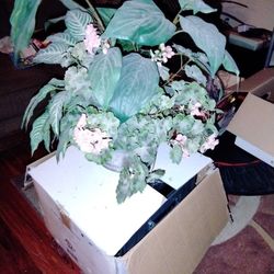 Faux Houseplant 2 Ft.