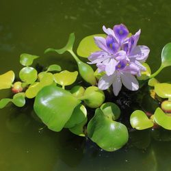 Water Hyacinth Aquatic Pond Aquarium Plant