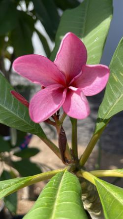 Plumerias en maceta de 15 galones múltiples ramas su precio es $60