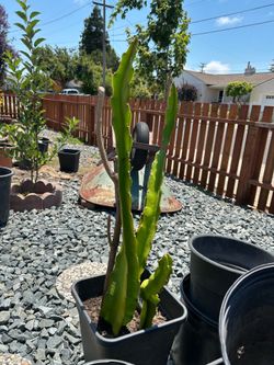 Rooted Dragon Fruit Plant