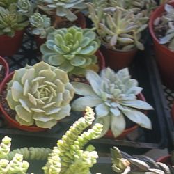 Succulent Plants.