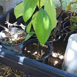 Avocado Plant For Sale