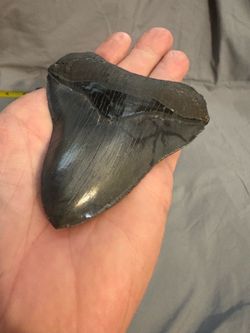 Megalodon shark tooth