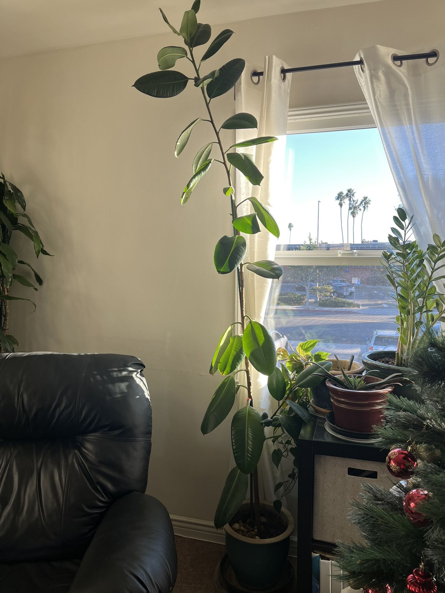 8ft Rubber Tree Plant with Pot