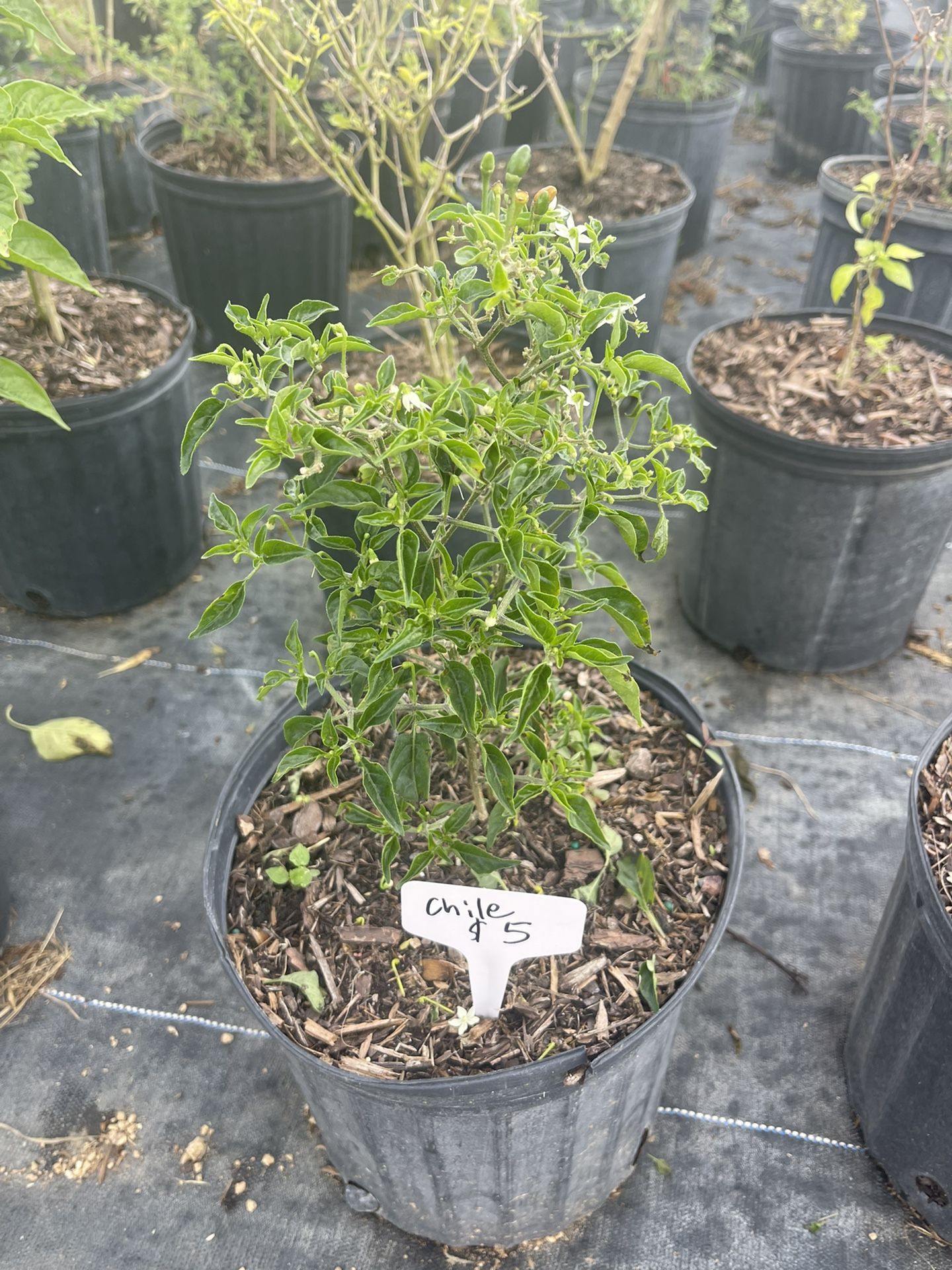 Chile Pepper