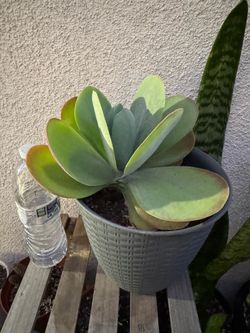 Flapjack Succulent Plant
