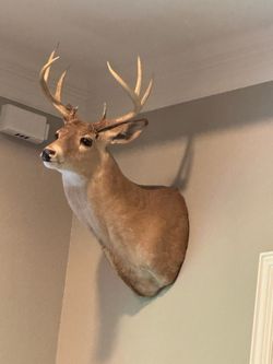 White Tail Deer shoulder mount