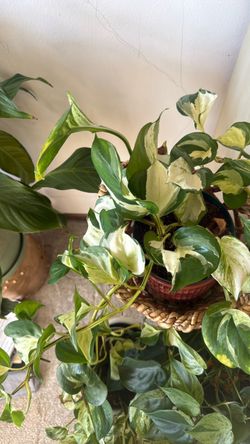 Manjula pothos