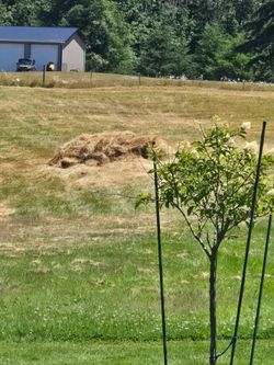 Free loose hay approximately 50 bales if baled no tanzy. Can deliver at short distance