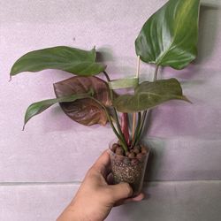 Philodendron Summer Glory (Rare)