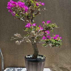 Old Bougainvillea Purple Bonsai Tree for Sale in Midway City, CA - OfferUp