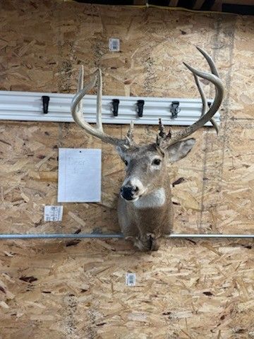 Deer Mount