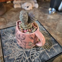Pinecone Cactus In 3in Ceramic Pot With Multi Color Stones 