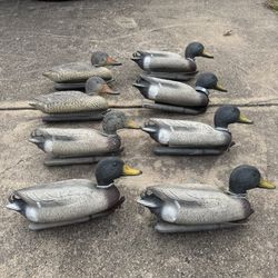 8 Sport Plast Duck Decoys