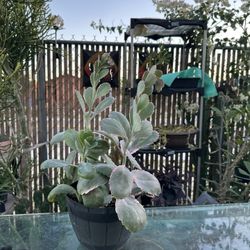 Plants for Sale 