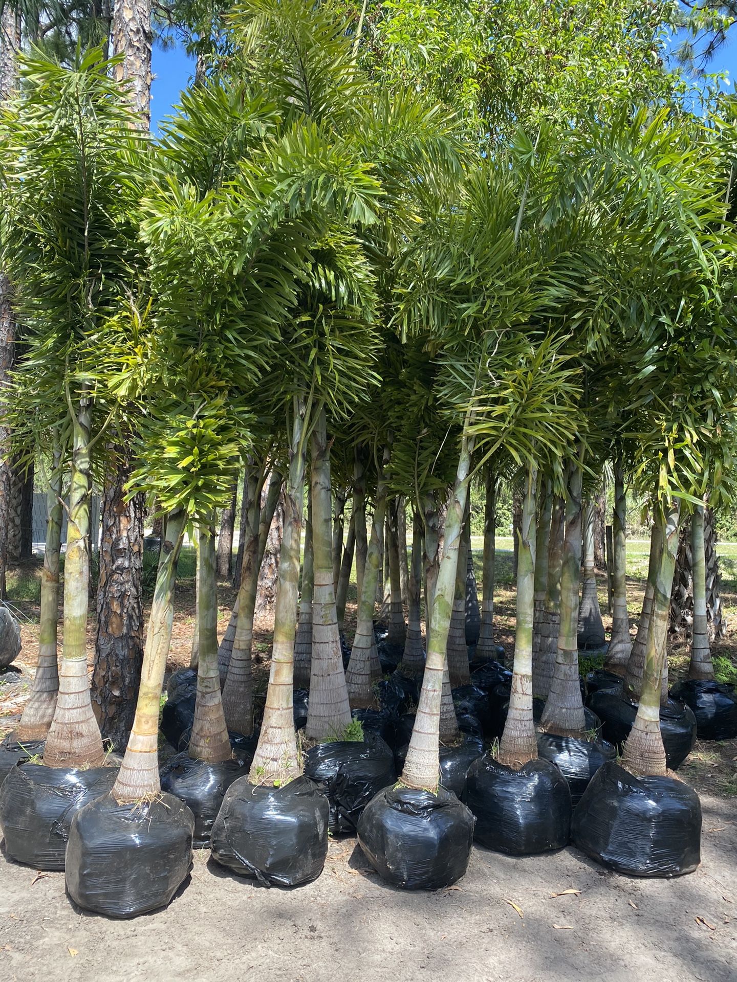 Foxtail Palms for Sale in FL, US OfferUp