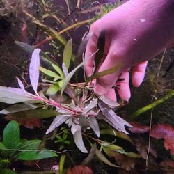 Hygrophilia Stem Plant - Bundle Of 5 Cuttings