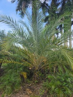 silvester  palm