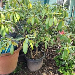 Free Rhodies In Pots