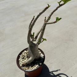 Rare Adenium Thai Socotranum (Desert Rose) Bonsai