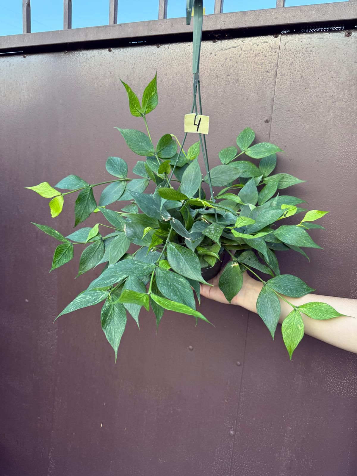6” hoya polyneura