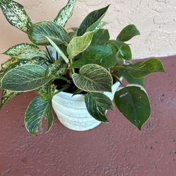 Three Different Plants In White Pot 