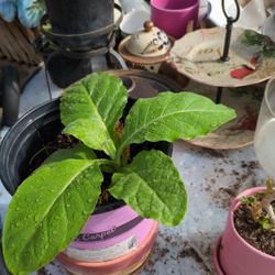 Healthy Tobacco Seedling
