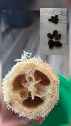 Semillas De Esponja Vegetal Luffa $4