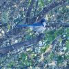 Isaac