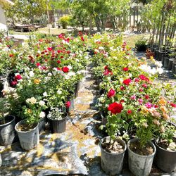 Rose Bushes $10-$16 Madera Hwy 99 & Ave 17