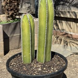 Cactus Plant (Mexican Fence Post)